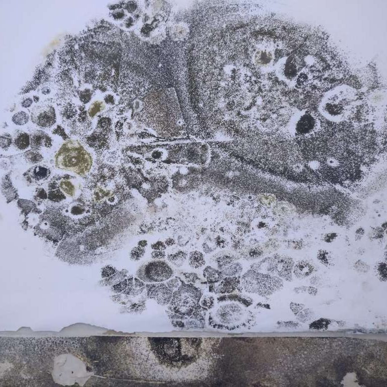 Odgrzybianie ścian Warszawa