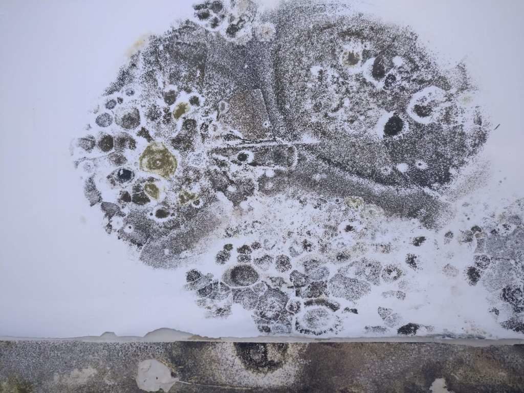 odgrzybianie ścian Warszawa